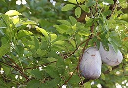 Ötlevélkéjű akébia (folyondárkékhüvely,[1] Akebia quinata) termése