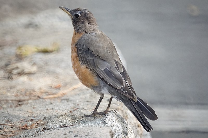 File:American Robin (29491372451).jpg