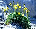 5021 Oppdal Fjellvalmue Papaver radicatum