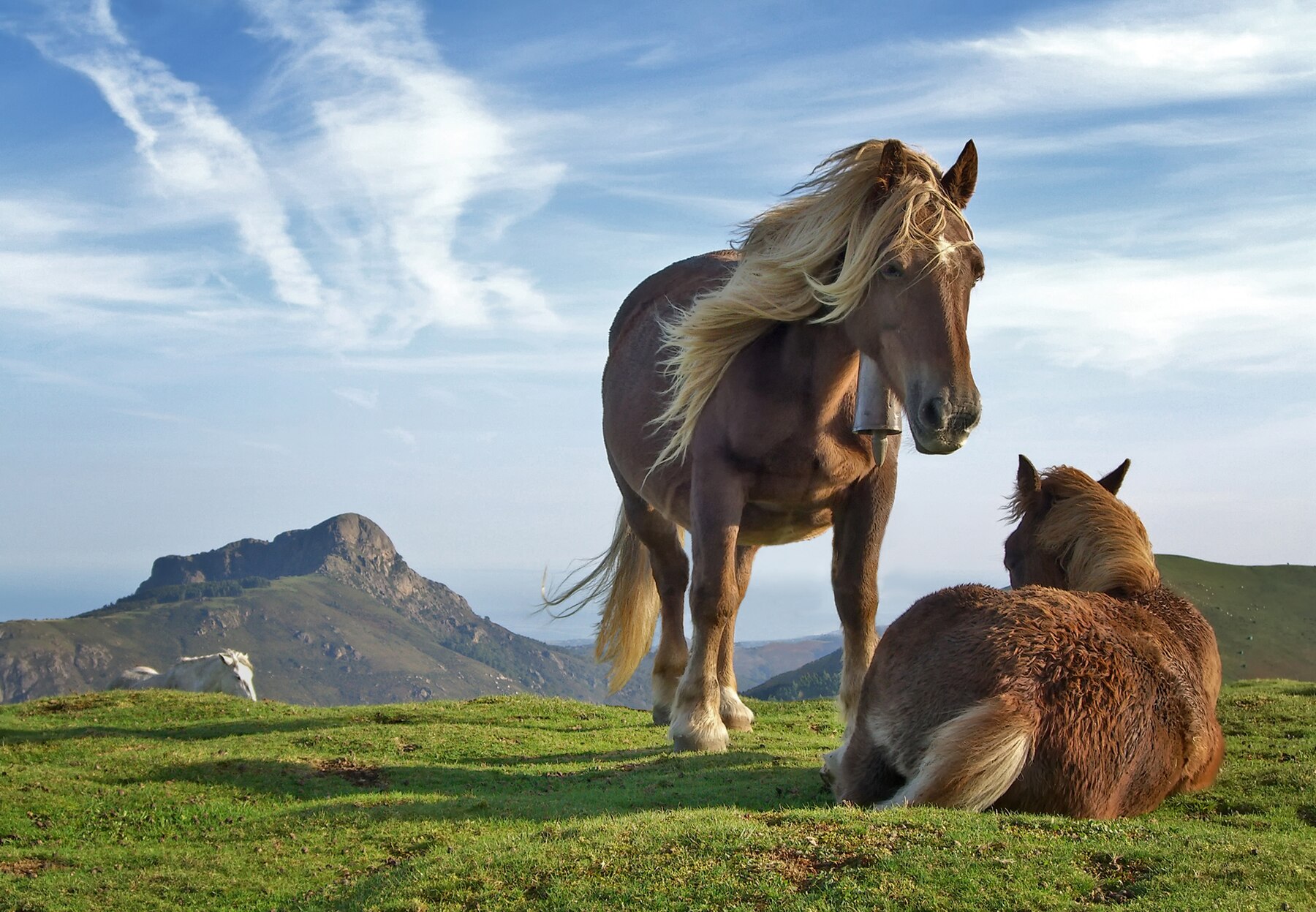 Horses in the Basque Country