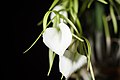 Brassavola nodosa