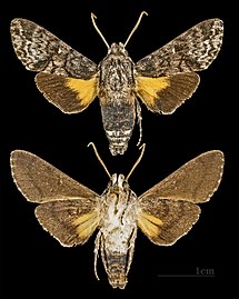 Cautethia yucatana