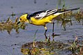 Motacilla citreola calcarata, male in breeding plumage