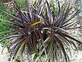 DYCKIA Cherry Coke (1 of 3)