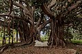 ficus in villa Trabia