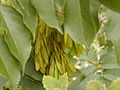 Fraxinus ornus