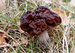 Gyromitra esculenta (47348478352).jpg