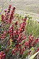 Geissoloma marginatum (Geissolomataceae)