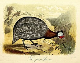 Keulemans 1869