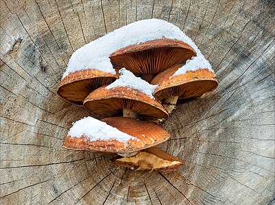 Pappel-Schüppling (Hemipholiota populnea)-20201204-RM-154715