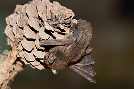 Pipistrellus tenuis by Dibyendu Ash.jpg