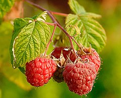 Fröcc de Rubus Idaeus