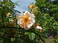 Roses 'Maigold' pleinement épanouies au jardin botanique de Berlin