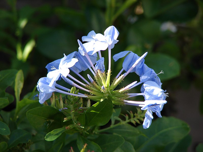 File:Starr-080103-1247-Plumbago auriculata-flowers-Lowes Garden Center Kahului-Maui (24272473863).jpg