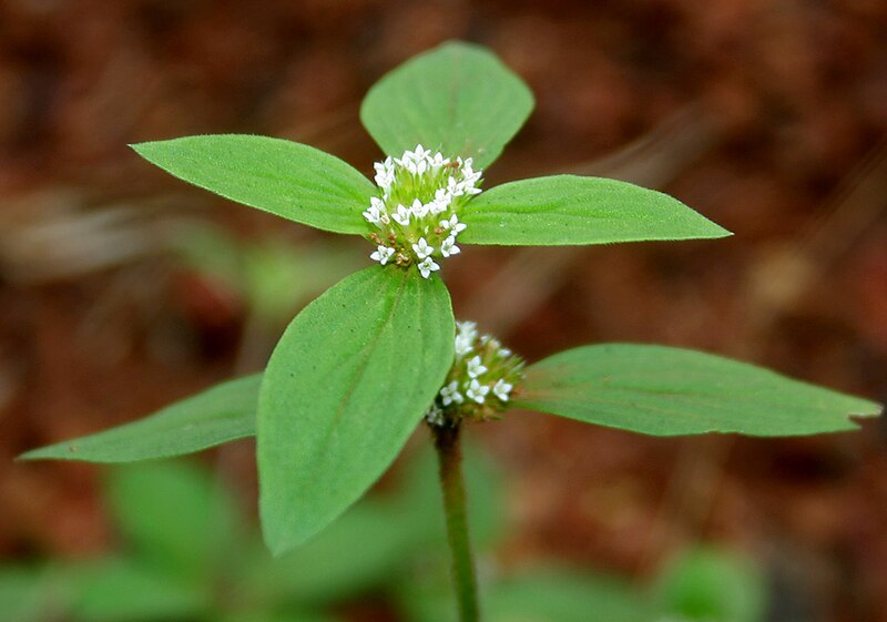 File:Spermacoce ocymoides W IMG 2964.jpg