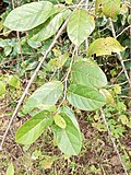 Thumbnail for File:Terminalia.jpg