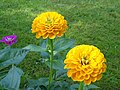 * Nomination Tagetes erecta in Private Garden of Farm Palace, Alexandria park, Peterhof, Saint Petersburg, Russia. --Екатерина Борисова 01:19, 16 October 2024 (UTC) * Promotion  Support Good quality. --Johann Jaritz 01:25, 16 October 2024 (UTC)