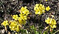 Oxalis pes-caprae fo. pleniflora, Canary Islands