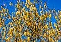 * Nomination: Yellow male inflorescence of a common hazel (Corylus avellana) against the blue sky --F. Riedelio 11:41, 12 October 2024 (UTC) * * Review needed