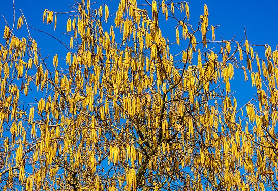 Yellow male inflorescence of a common hazel (Vorylus avellana) against the blue sky