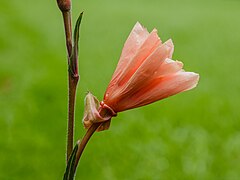 Fleur fermée.