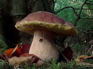 porcini or cep (Boletus edulis)