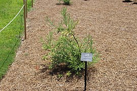 Seedling in the Coastal Georgia Botanical Gardens, US