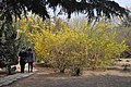 黄梅（中文名：迎春花）は春一番の花