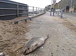 Thumbnail for File:Dead Harbour Porpoise beside Westcliffe - geograph.org.uk - 3862519.jpg