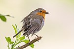 Thumbnail for File:European Robin on a branch with leaves.jpg