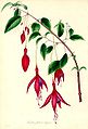 Fuchsia globosa