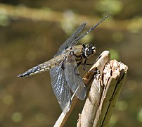 Four-spotted Chaser -(Libellula quadrimaculata).JPG