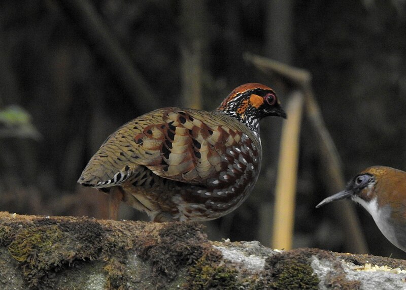 File:Hill partridge 09.jpg