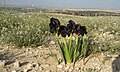 Iris atrofusca