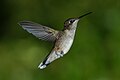 * Nomination Female Ruby-throated Hummingbird hovering.--Pslawinski 11:20, 19 August 2013 (UTC) * Promotion Very nice, candidate for FP --Poco a poco 16:17, 19 August 2013 (UTC)