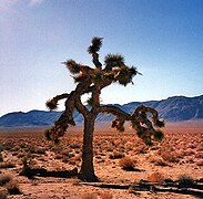 L'arbre de Josué ayant servi pour la pochette de l'album.