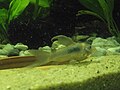 Corydoras aeneus