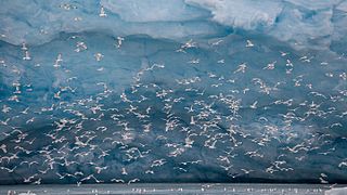 Rissa tridactyla (Black-legged Kittiwake)