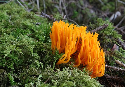 Calocera viscosa (Yellow Stagshorn)