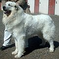 Pyrenean Mountain Dog