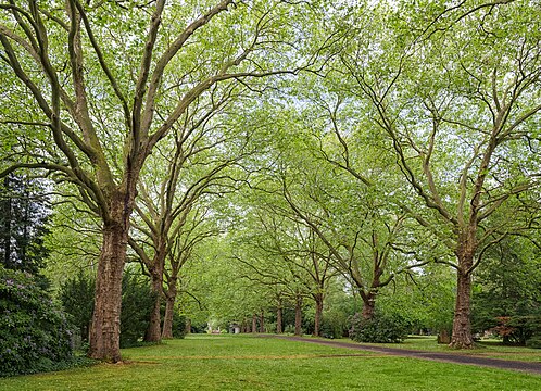 Plane tree esplanade at the historic city cemetery (Stadtfriedhof) in Göttingen, Germany.