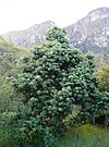 Podocarpus latifolius i Cape Town