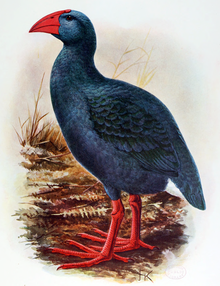 Colour illustration of a blue bird with a red beak and legs