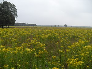 Schaijkse Heide