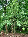 Sorbus pseudofennica.