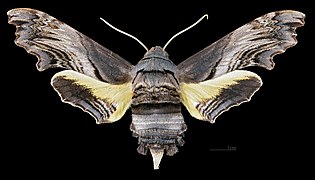 Face dorsale de la femelle (coll.MHNT)