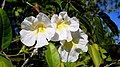 Blomst hos Tabebuia elliptica