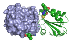 Humanes Thioredoxin