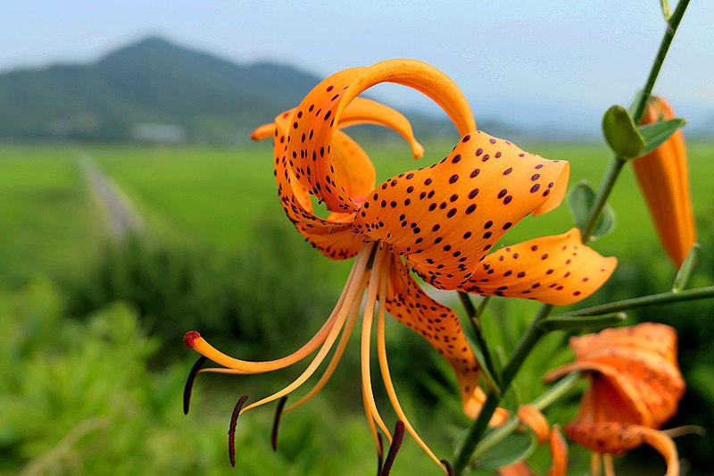 File:Tiger Lily Lilium Lancifolium オニユリ (221087365).jpeg