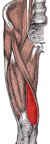 De m. vastus medialis bevindt zich aan de binnenzijde (mediale zijde) van het bovenbeen